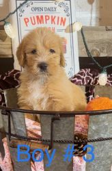 Labradoodle Puppies need forever homes
