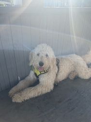 7 month old Labradoodle