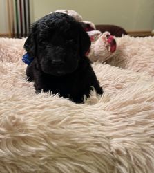 Labradoodle’s for sale