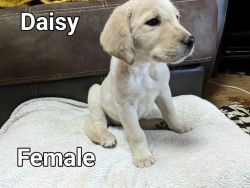 Labradoodle - Daisy