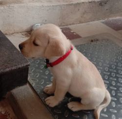 Male labrador puppy for sale