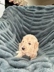 Two male F1BB Labradoodle puppies