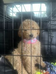 Lovable labradoodle for sell