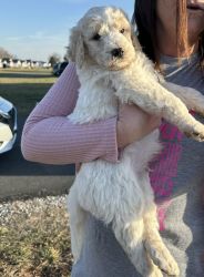 Labradoodle puppies for sale!!