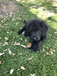 Labradoodle male for sale!