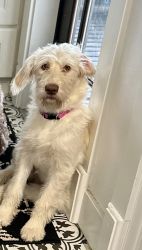 7 month old female Labradoodle