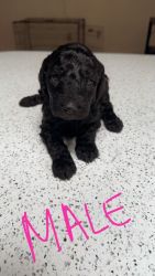 Puppies labradoodles for sale