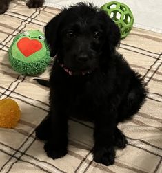 9 weeks old labradoodle puppies 2 female 6 male