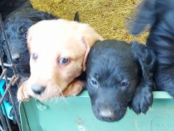 Labradoodles puppies for sale