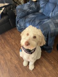 For sale 1 year old Labordoodle