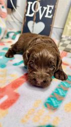 Australian Labradoodle puppies available!