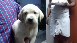 lab female puppies for sale