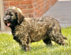 Female Standard-Sized Labradoodle Puppy