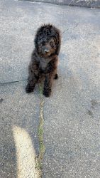 Rehoming 6 month old labradoodle