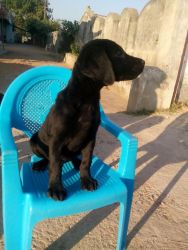 selling for dog labragor in balck and male