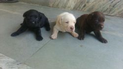 show breed labrador puppies for sale