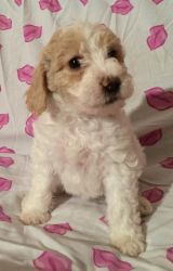 labradoodle puppy LUCY F2B Miniature
