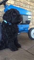 FB3 Labradoodle Puppies for Sale