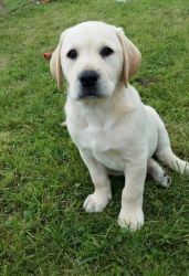 1 Handsome Male Yellow Labrador Pup Best Pedigree