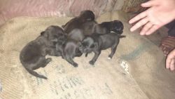 5 black puppies
