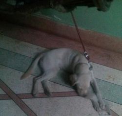 Cream Male 6 Month Old Labradog Dog