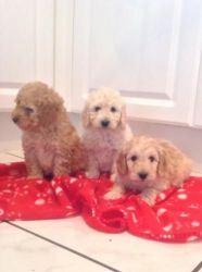 Stunning Top Quality Multi Gen Labradoodle Puppies