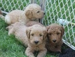 Nice Looking Labradoodle Puppies