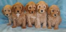 Generation Labradoodle Puppies for sale