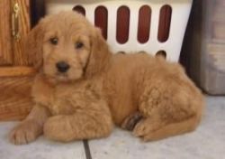 Adorable Goldendoodle and Labradoodle Puppies