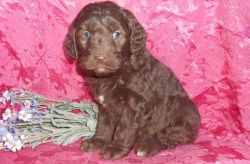 Jill And Toby 	labradoodle Puppies For Sale