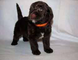 Beautiful F1b Labradoodles puppies for sale