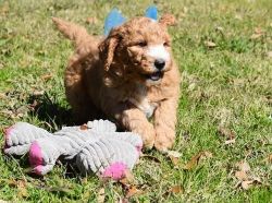 Cupid AKC Labradoodle puppies for sale