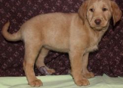 Akc Female And Male Labradoodle Puppies