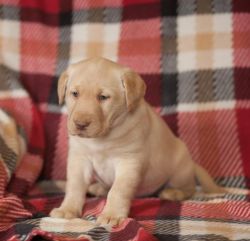 Beutifull labrador Puppies for Rehoming