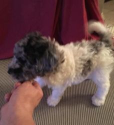 labadoodle puppies for sale
