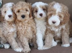 Adorable and fun loving Labradoodles for sale