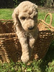 *one Female* Labaradoodle Puppies