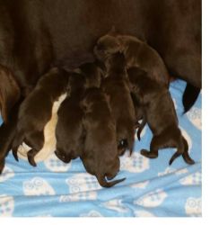 Chocolate labradoodle puppies ready to go