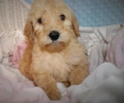 Sweet Labradoodle puppies