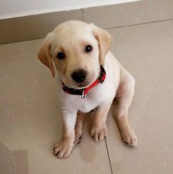 Labrador Retriever Dogs and Puppies