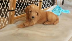 Beautifull Labradoodles For Sale