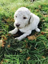 Labradoodle Puppies just in time for Christmas