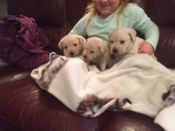 Beautiful Labradors For Sale