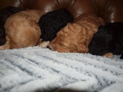 Multi-generational Labradoodle Puppies-Accepting Deposits!