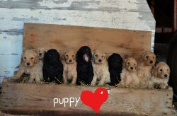 10 Labradoodle Puppies