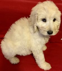 Sheba is a F1b Labradoodle puppy