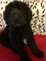 Elvis Is a Labradoodle Male with black hair