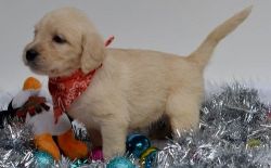 amazing male and female Labradoodle Puppies For Sale
