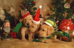 !Healthy Labrador Retriever puppies for sale now!!*