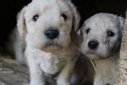 F1b Labradoodle Puppies